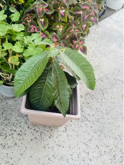 Potted Loquat Tree