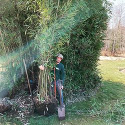 Bamboo Plants 