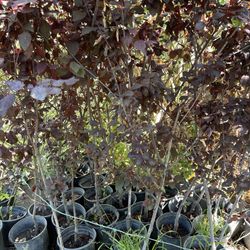 Flowering Plum Fruitless 30$ Each