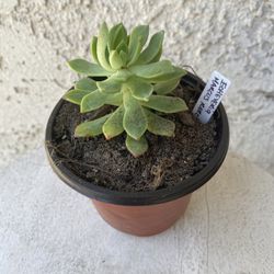 4 Inch Pot Succulent Plant - Echeveria Marcus Rare - Rooted & Stablished - Drought Resistant - 🪴 