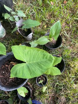 Different size elephant ear plants - (1$-5$)