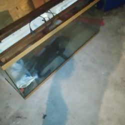 Fish Tank 
