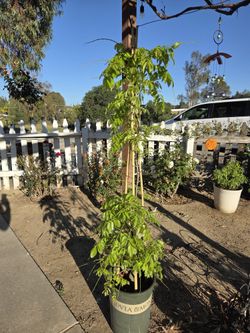 $115 White Wisteria 🌿 Perfect for garden fence