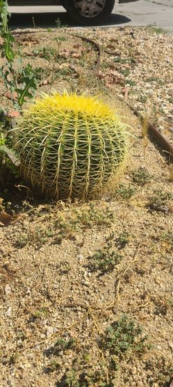 Golden Barrel Cactus