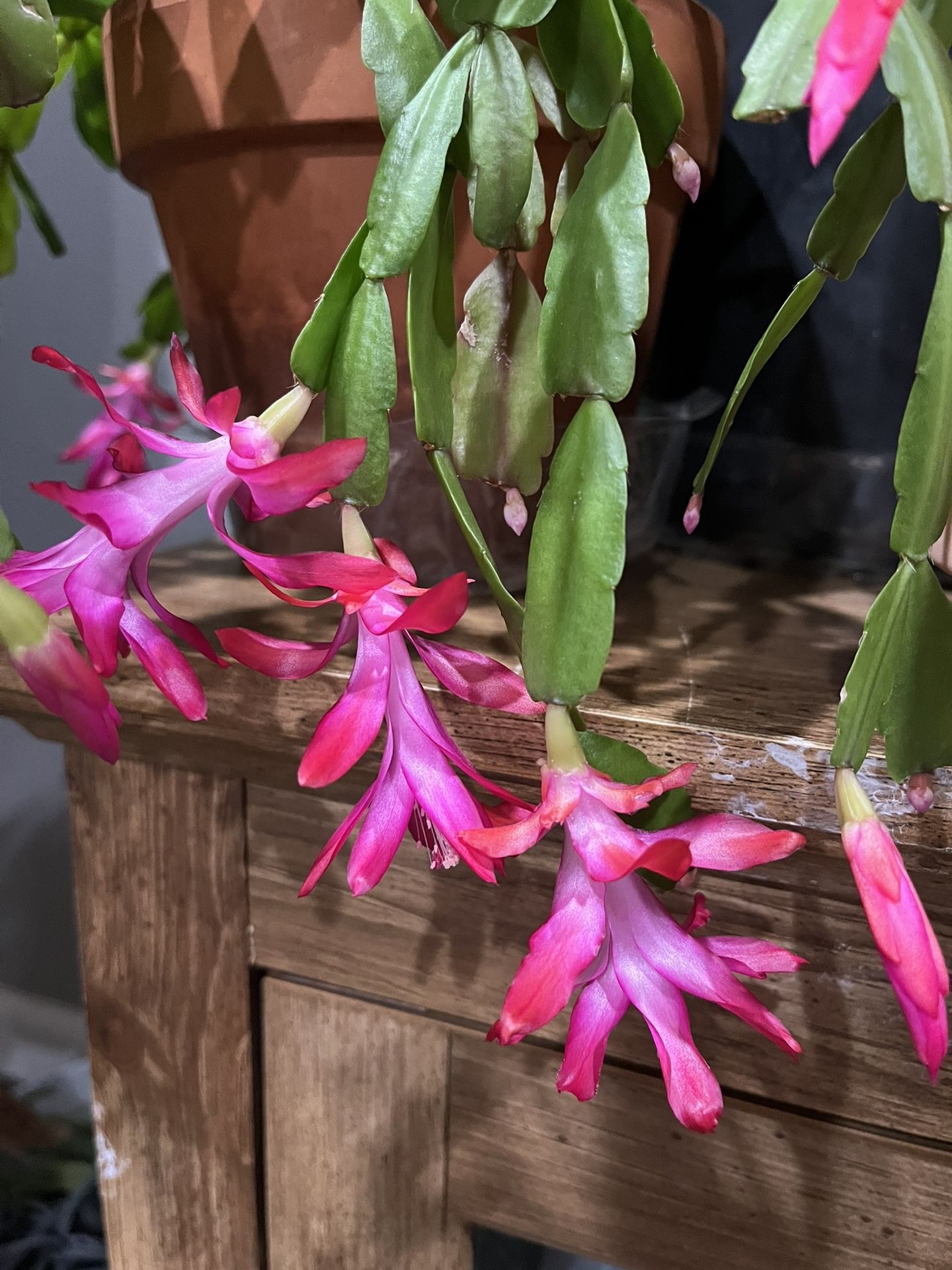 Christmas Cactus Plant 