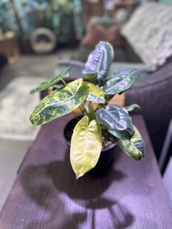 Philodendron Burle Marx