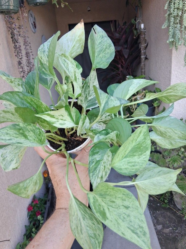 FINAL SALES "Marble Queen Pothos " $12