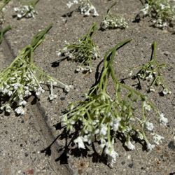 Artificial Baby’s Breath Bundle – Soft White Stems for Centerpieces & Event Decor