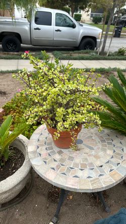 Portulacaria Afra