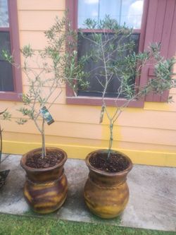 Olive trees