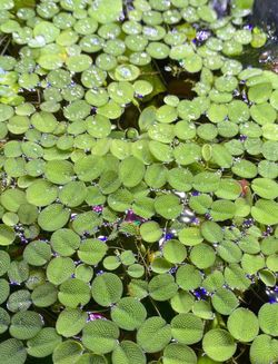 Water Spangles 🍀
