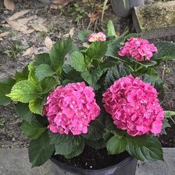 Hortensia