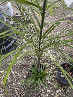 Palm Tree With Spider Plant 
