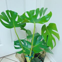 Beautiful Monstera Deliciosa Plants - 29”Tall/8” Nursery Container - Indoor Plant