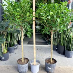 10” Ficus Moclame 4.5FT Tall $99.99💚🤎💚