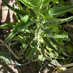 Calanchoe
