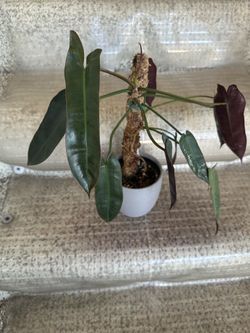 Philodendron atabapoense