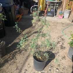 Common Rue (Ruta Graveoleons)