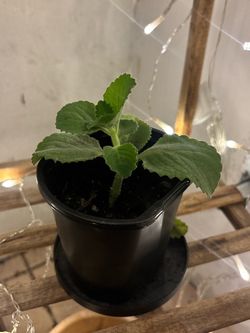 Cuban oregano