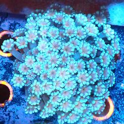 Fake Saltwater Reef Fish Tank Toy Decorations 