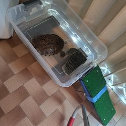 Tortuga