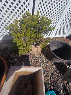Large plant and pot 28