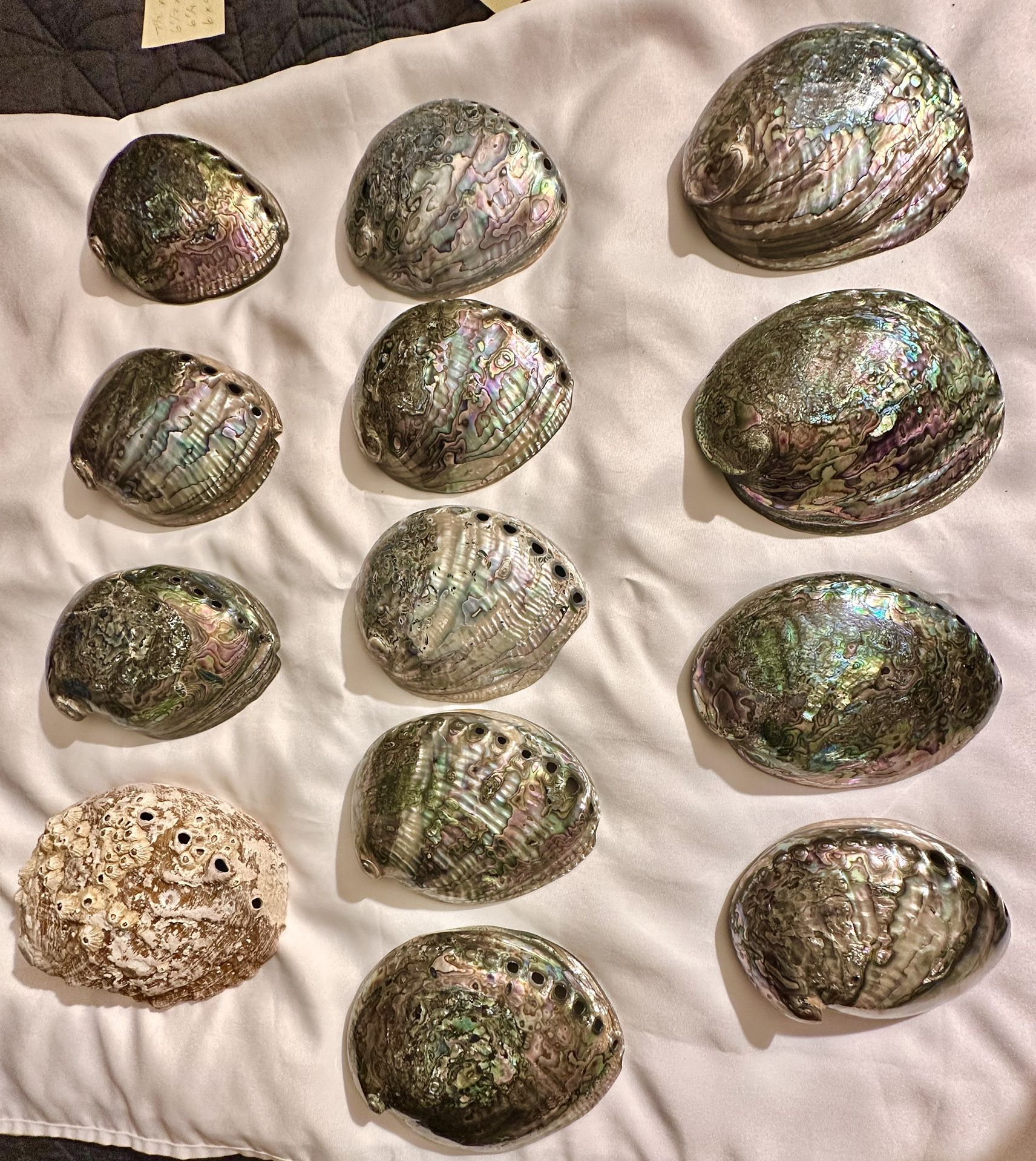 Vintage Lot of 13 Rainbow Abalone Shells Paua POLISHED ON BOTH SIDES - Smudging Bowl/Incense Burner