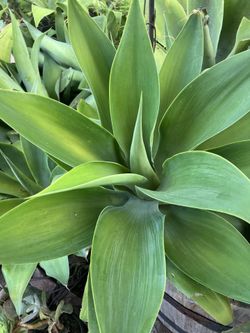 Plants Agaves drought tolerant easy to grow