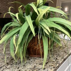 Fake Plant 