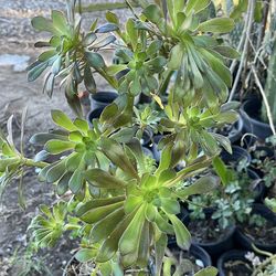 Plantas suculenta
