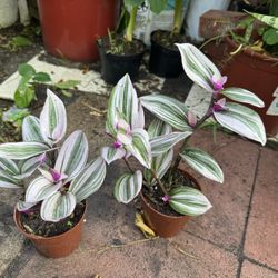 Wandering Jew