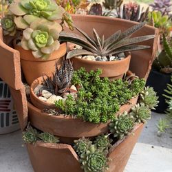 Succulents Arrangement 🪴