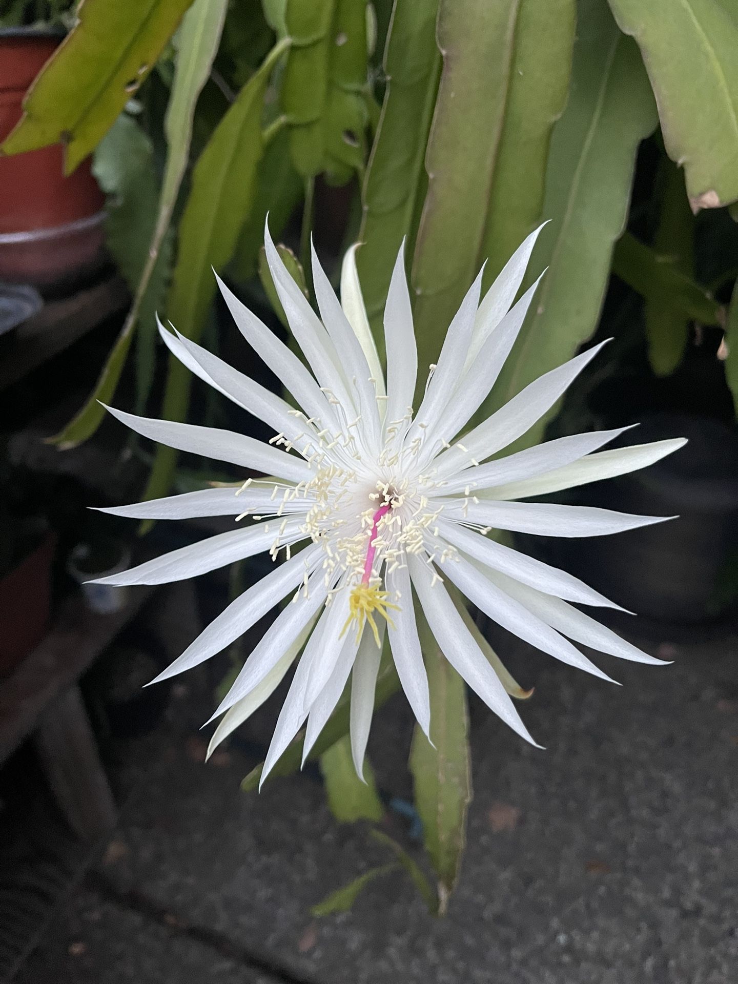 Cactus Orchid White , Purple Highlight , Yellow