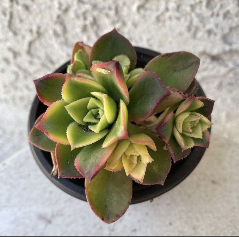 3 Inch Pot Succulent Plant - Aeonium Decorum - Aeonium Kiwi Starburst - Rooted & Established - Drought Resistant 🪴
