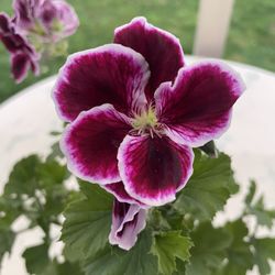 Geranium / ‘Pelargonium’ (Outdoor & Indoor Live Plant)
