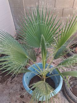 Palmtree
