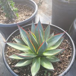 Agave Blue Glow