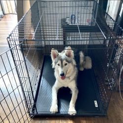 Large Dog KENNEL