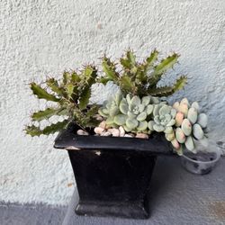 Suculenta 