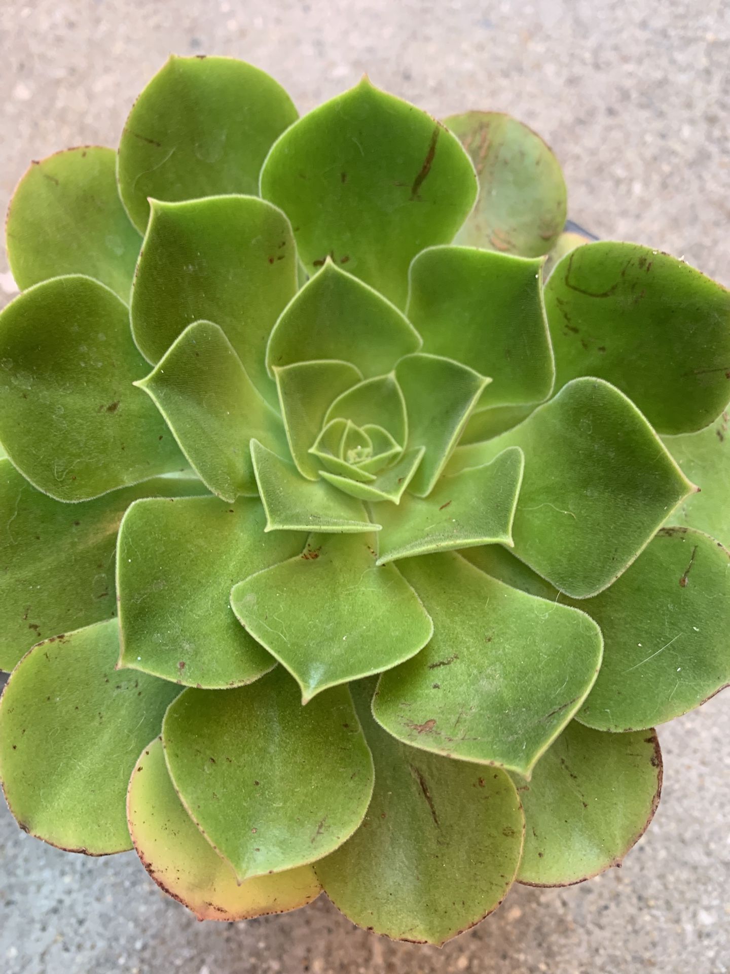 Green Succulent