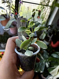 Dischidia oiantha variegated