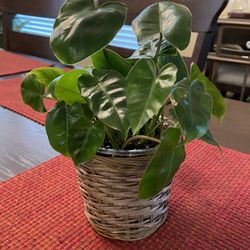 Philodendron House Plant Including Wicker Pot