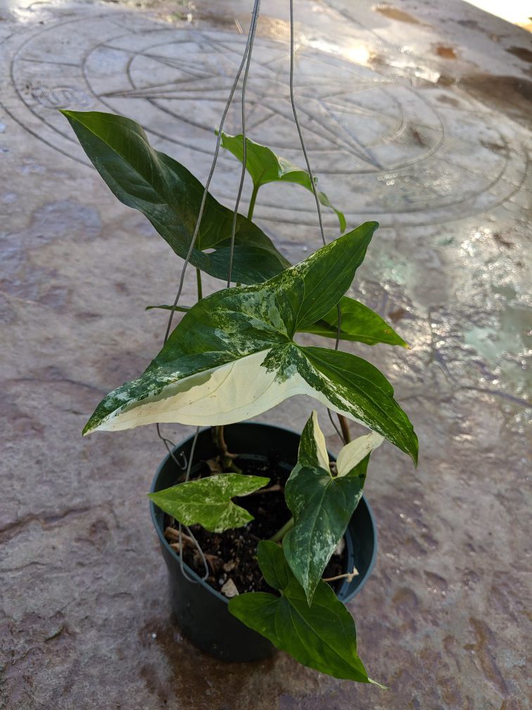 Rare Variegated Syngonium 4 plants in a 6" pot