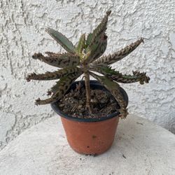 4 Inch Pot Succulent Plant - Mother Of Thousands - Kalanchoe Daigremontiana - Rooted & Established Plant - Drought Resistant - 🪴