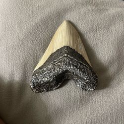 Clay Great White Shark Tooth 