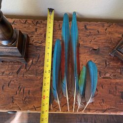 Macaw Feathers. 