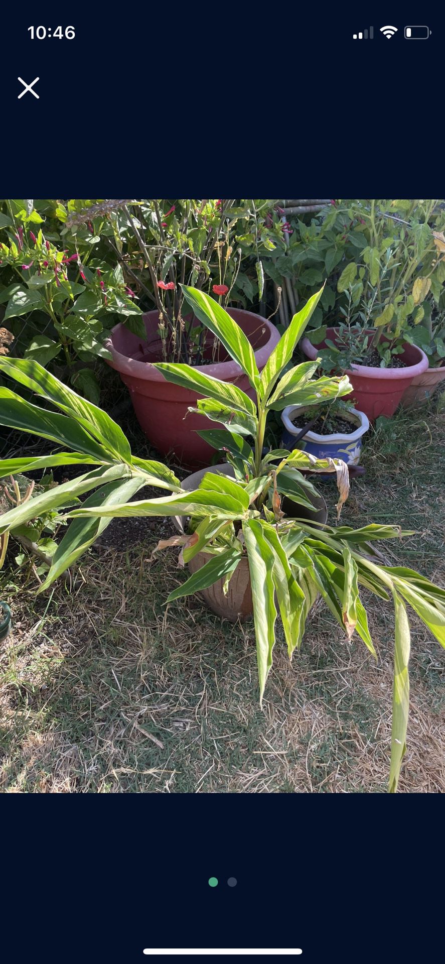 Variegated Ginger Plant