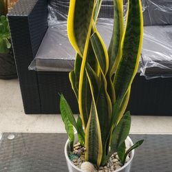 SNACKE PLANT (Ceramic pot )