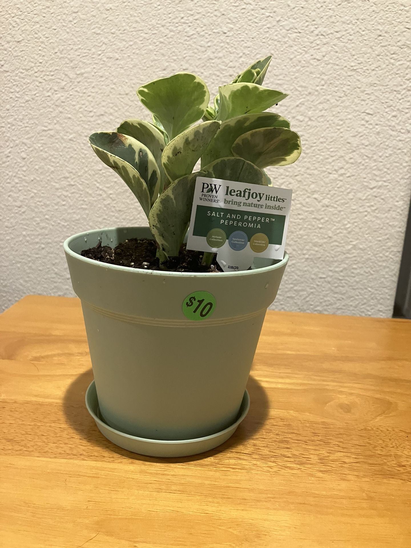 Salt and Pepper Peperomia