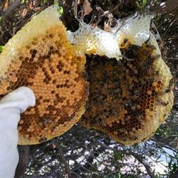 Affordable Bee Hive Removal and relocation specialist. Help save the honey bees. Professional Beekeepers 